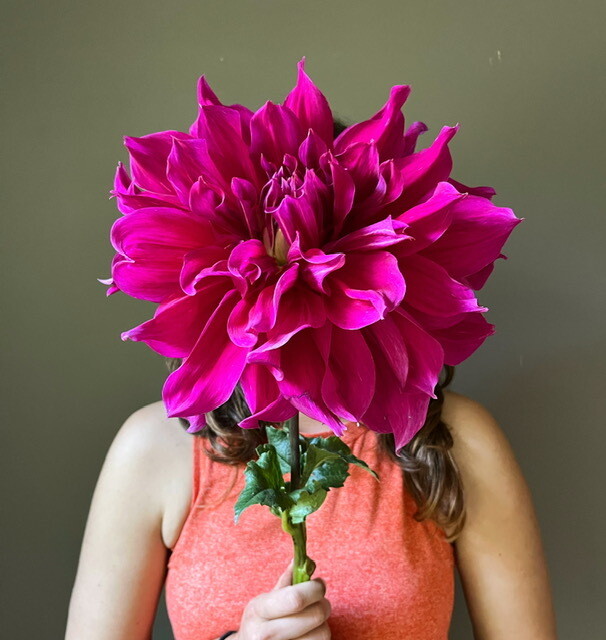 Emory Paul Dahlia Tuber