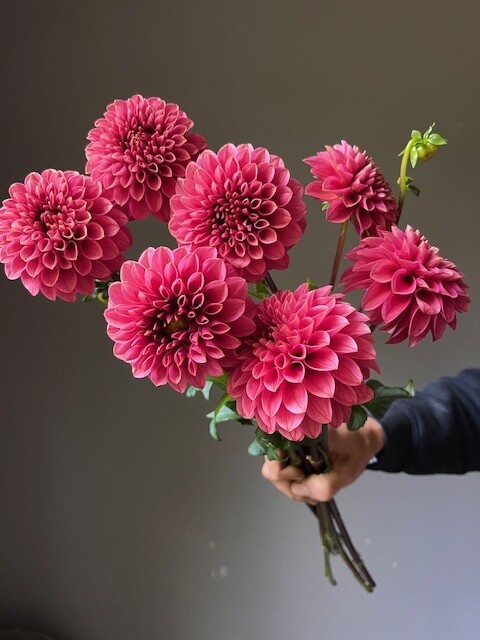 KA's® Rosie Jo Dahlia Tuber