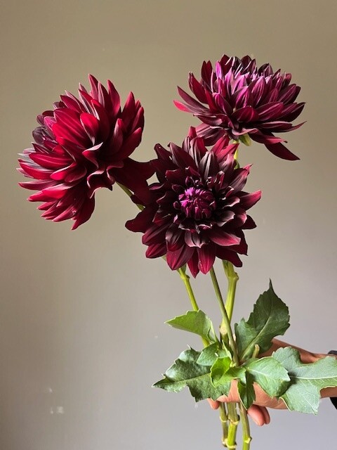 Hollyhill Black Beauty Dahlia Tuber