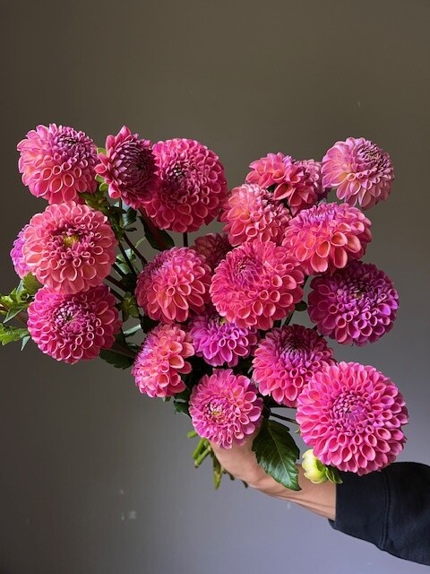 Caitlin's Joy Dahlia Tuber