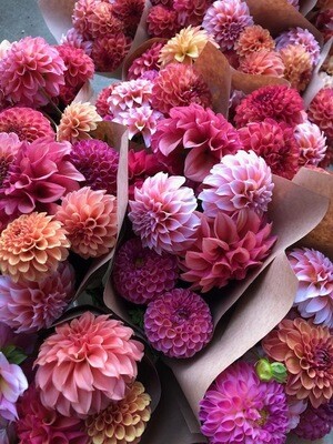 Shop Dahlia Tubers (Listed as Out of Stock Until Sale Goes Live)