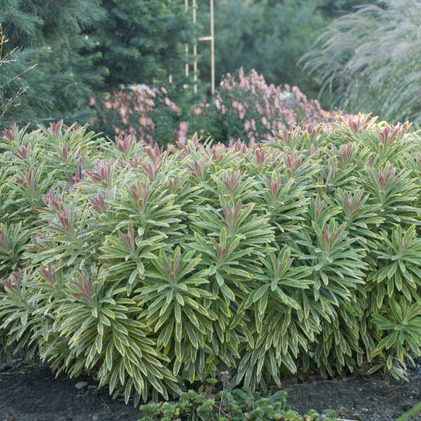 Euphorbia x martinii, 'Ascot Rainbow', Spurge, Gallon Pot