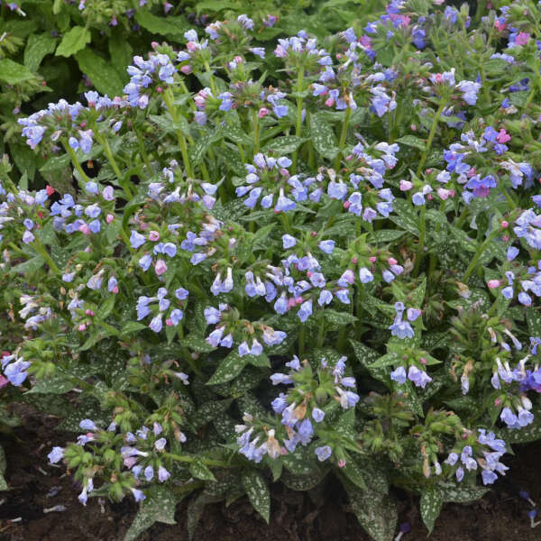 Lungwort, Pulmonaria 'Twinkle Toes', shade perennial, Quart Pot