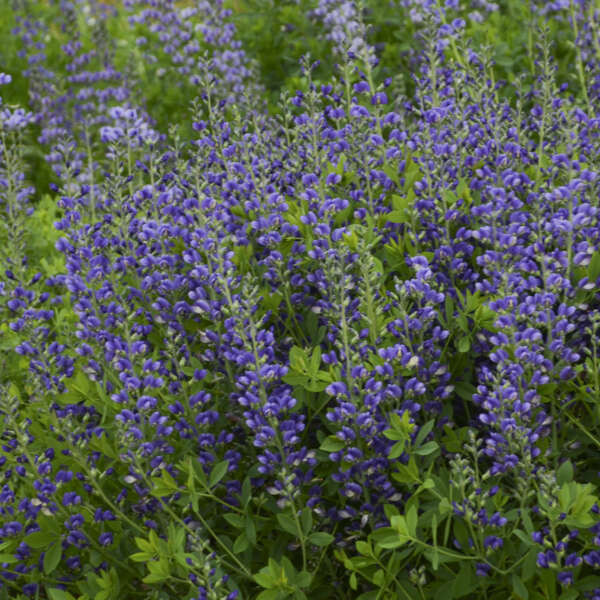 Baptisia 'Blueberry Sundae,' NATIVE, Proven Winner, perennial, 2 Gallon Pot