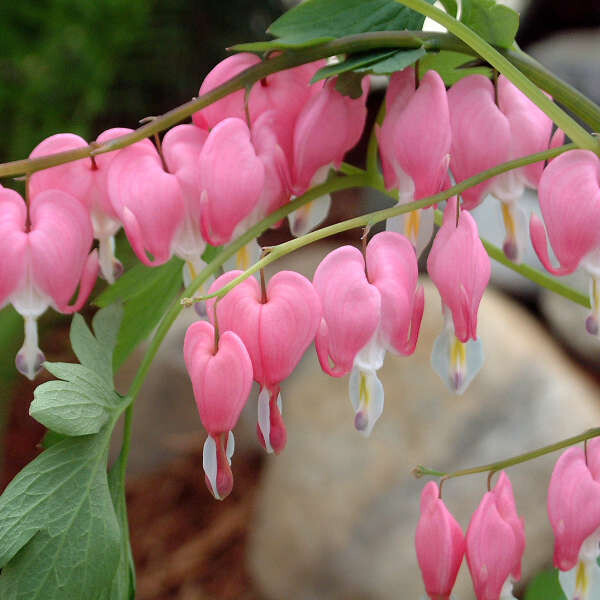 Old-Fashioned Bleeding Heart, Dicentra spectabilis,  shade perennial, Gallon Pot
