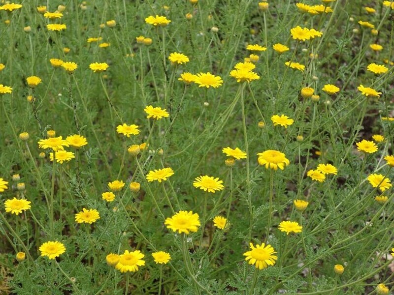 Dyer's Chamomile, Cota tinctoria, perennial flower, 3" Eo Pot