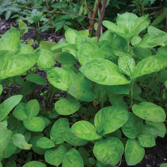 Japanese Indigo, Persicaria tinctoria, annual Dye plant, 2 1/3" Eco Pot