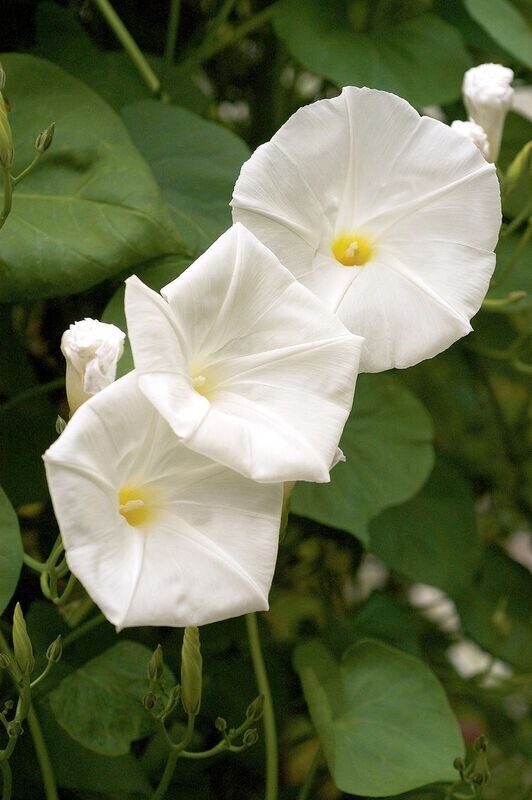 Moonflower Vine, Ipomoea alba, annual, Quart Pot