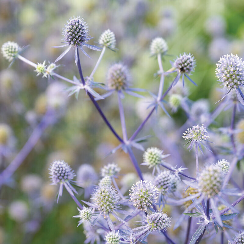 Sea Holly, Eryngium planum 'Blue Glitter', perennial, 4" Eco Pot
