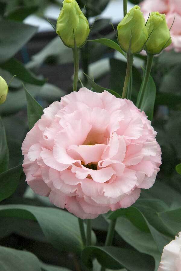 Lisianthus, Corelli Light Pink, annual flower, 3 1/8" Eco Pot