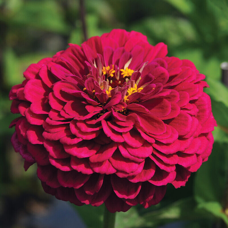 Zinnia, 'Benary's Giant Dahlia BluePoint Wine,' annual flower, 2 1/3" Eco Pot