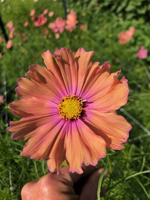 Cosmos, 'Apricotta', annual, 2 1/3 Eco Pot