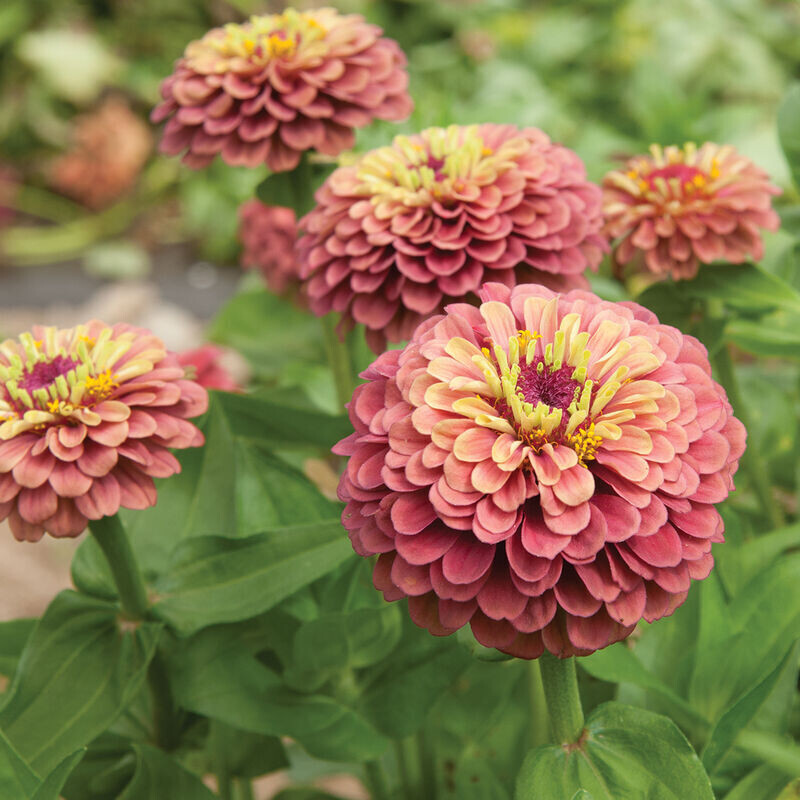Zinnia, 'Queeny Red Lime', annual flower, 2 1/3" Eco Pot