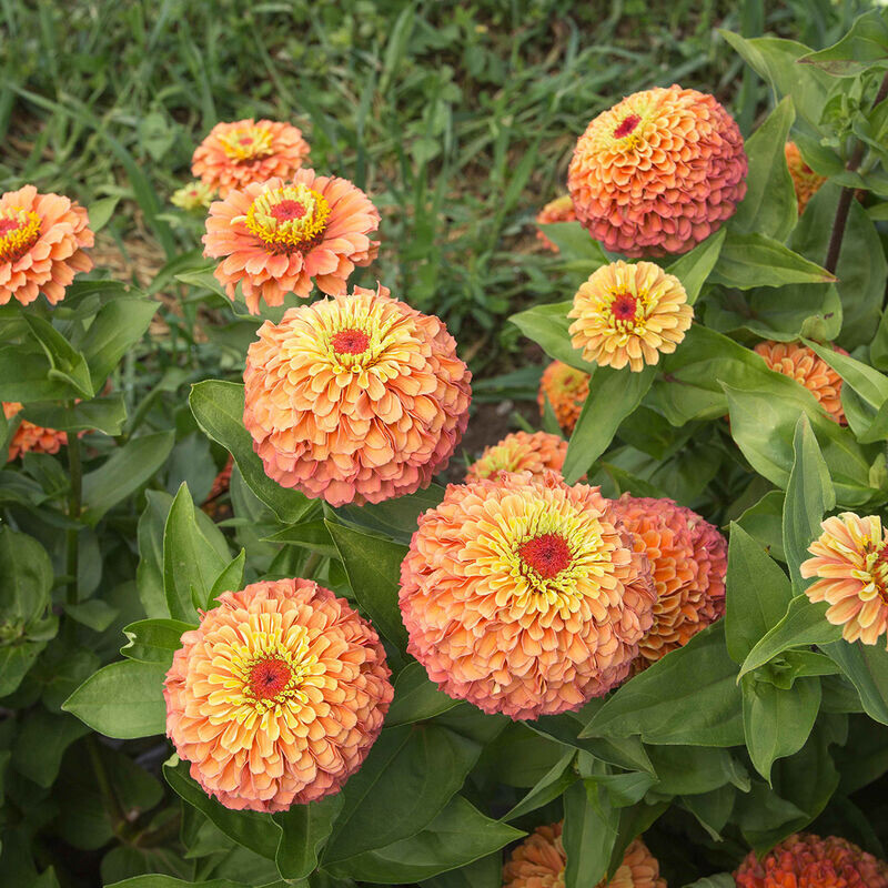 Zinnia, &#39;Queeny Lime Orange,&#39; annual flower, 2 1/3&quot; Eco Pot