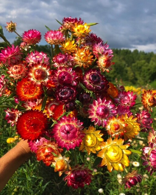 Strawflower, Mix Colors, 2 1/3" Eco Pot