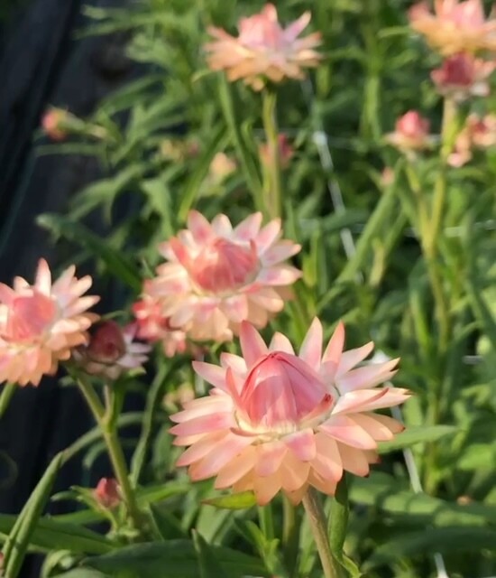 Strawflower, Silvery Rose, 2 1/3" Eco Pot