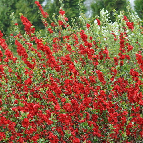 Quince, Chaenomeles speciosa, 'Double Take® Scarlet' Proven Winner, perennial shrub, Gallon Pot