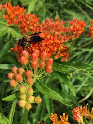 Shop Pollinator Plants