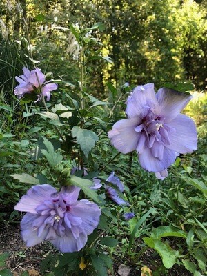 Shop Shrubs, Trees and Grasses