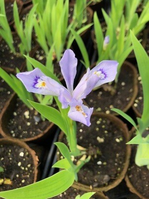 Shop Native Plants