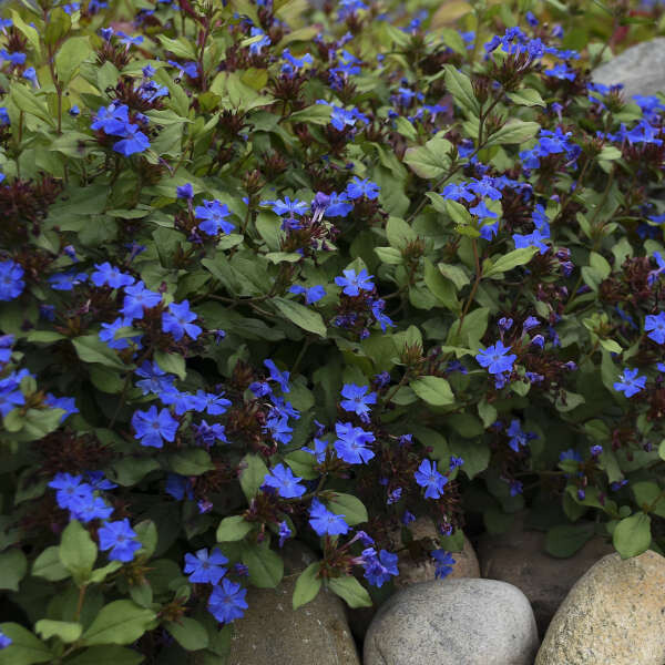 Plumbago, Ceratostigma plumbaginoides, groundcover, perennial, Quart Pot