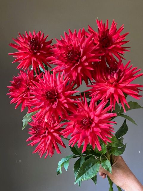 Bloomquist Tracy G Dahlia Tuber