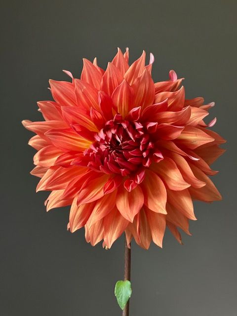 Bloomquist Egypt Dahlia Tuber