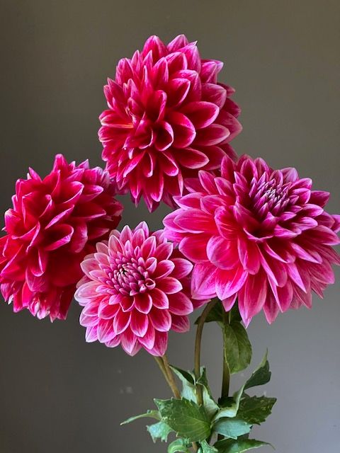 Canby Centennial Dahlia Tuber