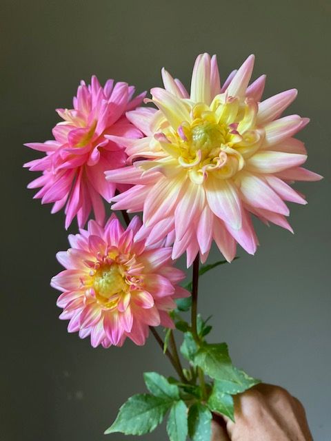 Bo Peep Dahlia Tuber