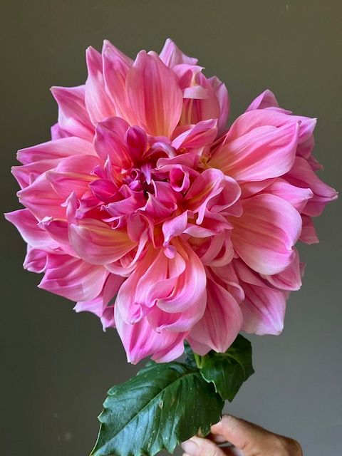 Otto's Thrill Dahlia Tuber