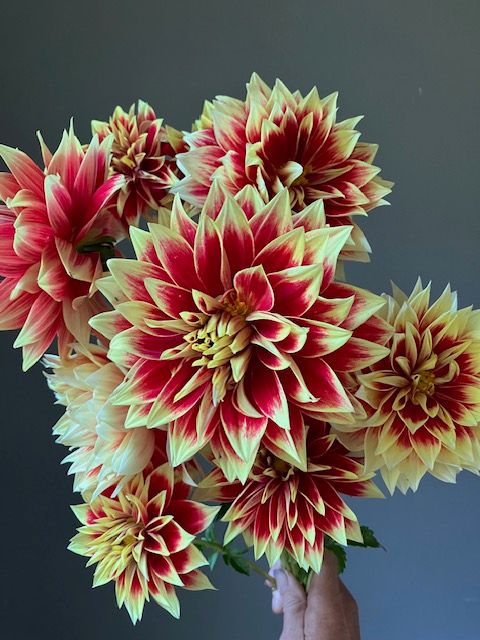 Ketchup and Mustard Dahlia Tuber
