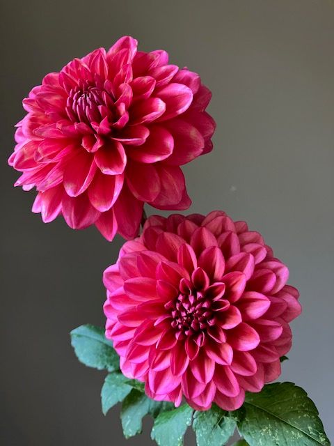 Salmon Runner Dahlia Tuber