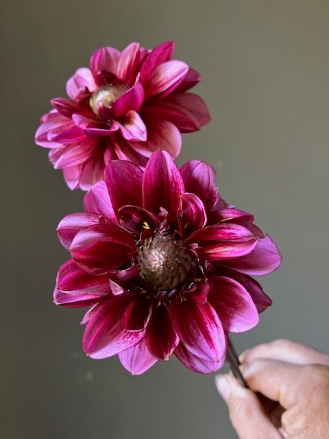 Senior&#39;s Hope Dahlia Tuber