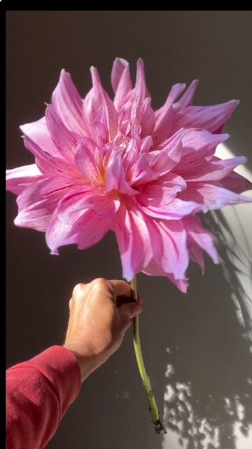 Maki Dahlia Tuber