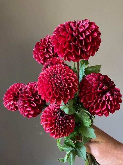 Copperboy Dahlia Tuber