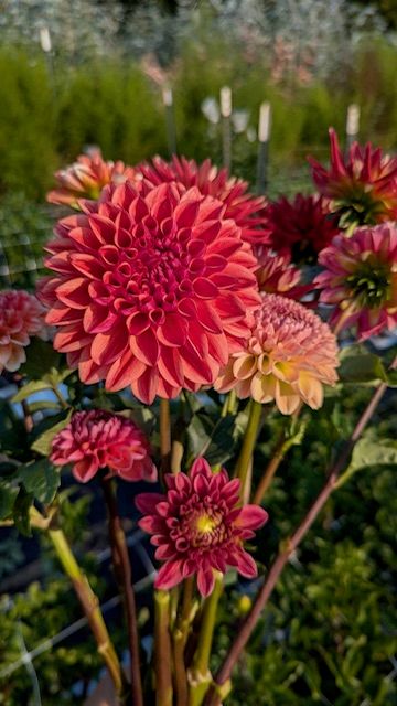 All That Jazz Dahlia Tuber