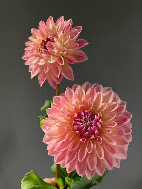 Bloomquist Alan Dahlia Tuber