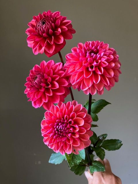 Daisy Duke Dahlia Tuber