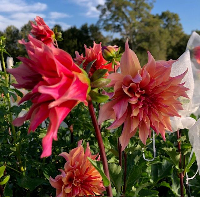 Labyrinth Dahlia Tuber