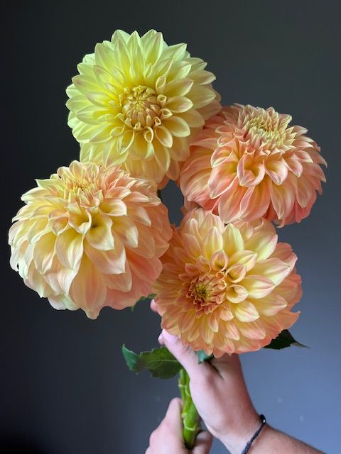 Bulk tubers, Bracken Sarah, 5 tubers