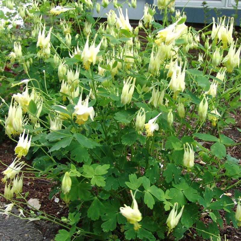 Columbine, Aquilegia canadensis, 'Corbett', NATIVE, shade perennial, 4x4" Square Pot