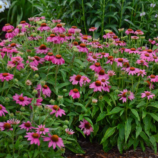 Echinacea, 'PowWow Wild Berry', NATIVE, perennial, 4" Eco Pot