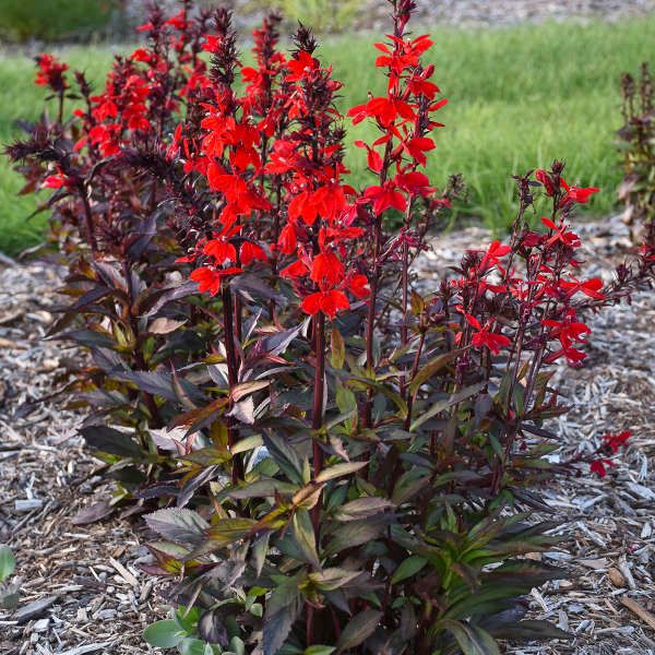 Cardinal Flower, Lobelia speciosa, STARSHIP™ Scarlet Bronze Leaf', NATIVE, perennial, quart pot