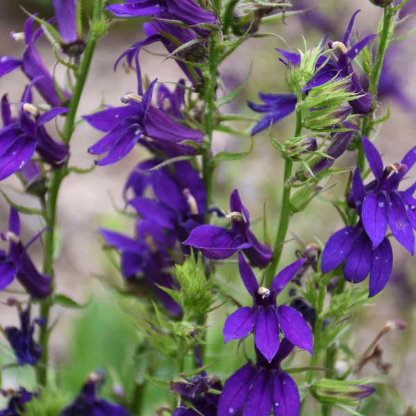 Cardinal Flower, Lobelia speciosa STARSHIP™ Blue, NATIVE, perennial, Quart Pot