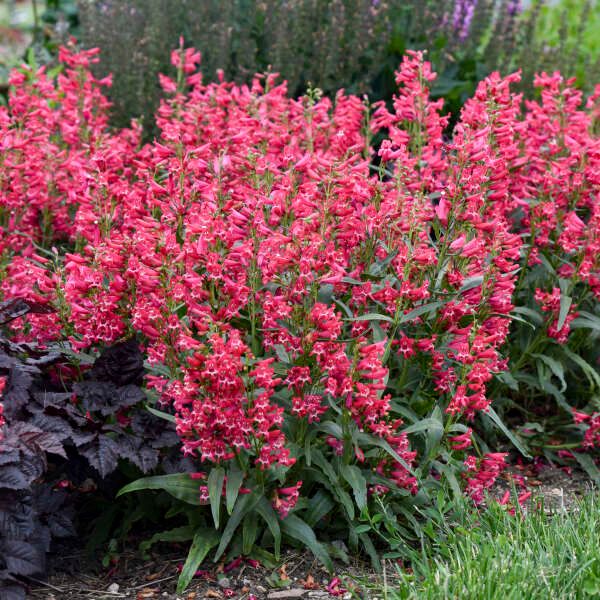 Penstemon barbatus, 'Rose Rhinestones' NATIVE, perennial, Proven Winner,  1/2 gallon pot