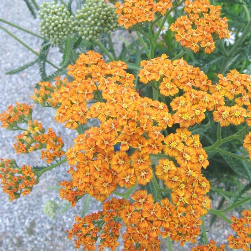 Yarrow, Achillea &#39;Terracotta,&#39; perennial, quart pot