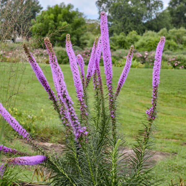 Prairie Blazing Star, Liatris pycnostachya 'Lavender Glowsticks,' perennial, NATIVE, gallon pot