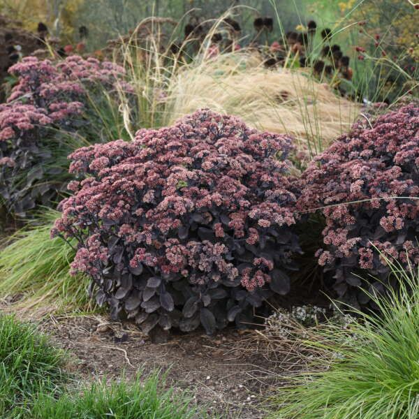 Sedum, 'Back In Black', Proven Winner, perennial, Gallon Pot