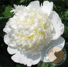 Peony, &#39;Bridal Shower,&#39; 3-5 eye, perennial, 2 Gallon Pot