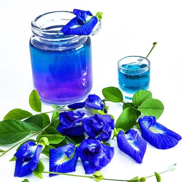 Butterfly Pea, Clitoria ternatea, Thai Blue, vining annual plant, 3 1/8" Eco Pot